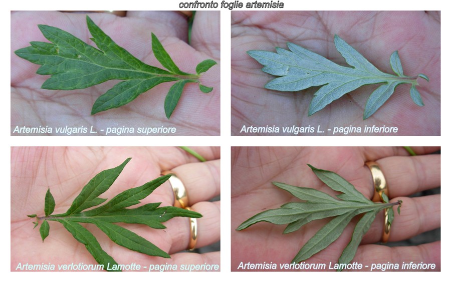 Artemisia verlotiorum (Chinese Mugwort)