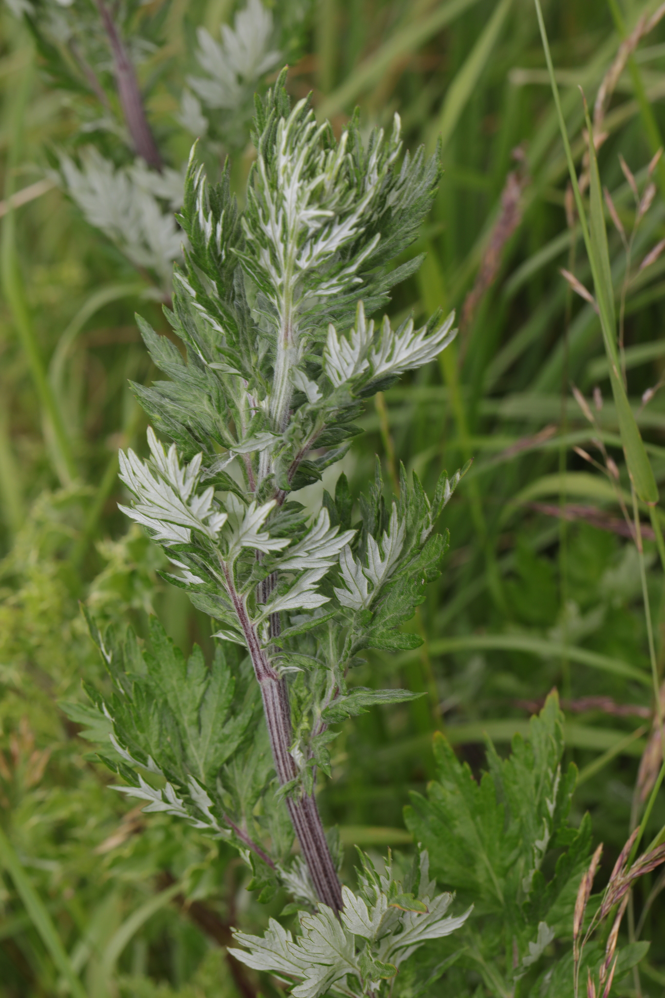 Artemisia vulgaris